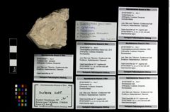 Foto (Objekt + Etikett) von Cracensigillatus gracilirostrus (Robins et al., 2013)  (NHMW-GEO-2014-0194-0971a)